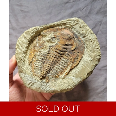 Rare Juvenile Cambropallas Trilobite Fossil From The Cambrian Of Morocco